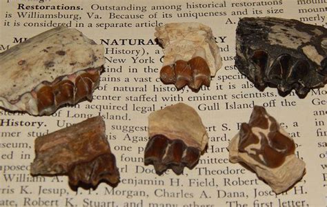 horse tooth fragments found.